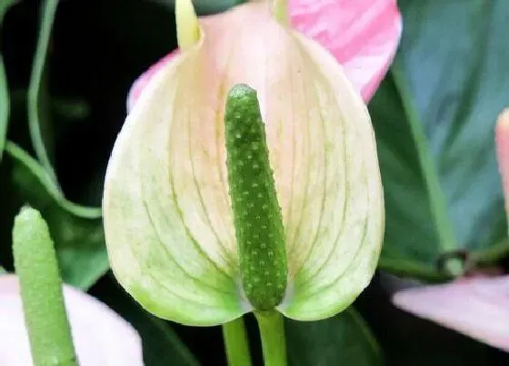 植物百科|白掌开花吗 开花什么样子