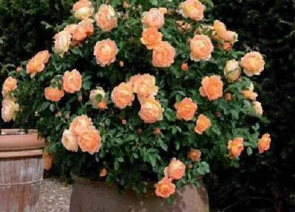 盆景|藤本月季花盆栽用多大的盆