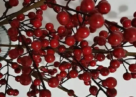 不开花|冬红果为什么不开花