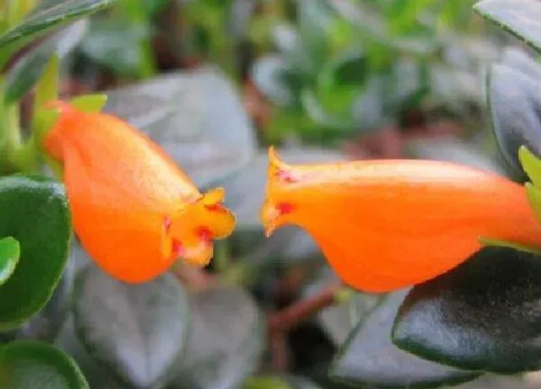 植物浇水|金鱼吊兰多长时间浇一次水