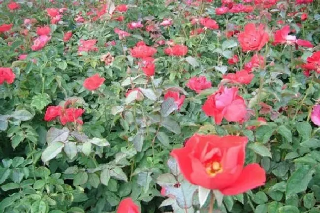 植物种类|丰花月季有哪些品种（大花浓香丰花又耐寒月季品种介绍）