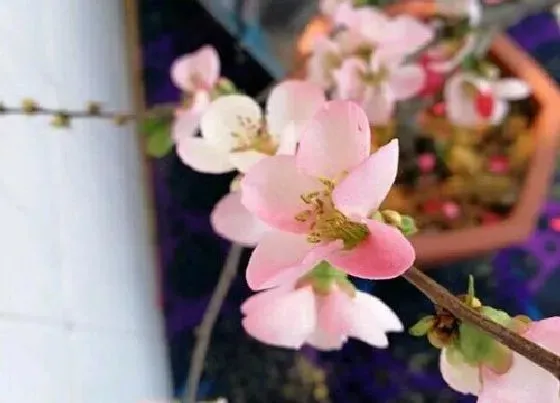 开花时间|海棠花什么时候开花 花期多久时间