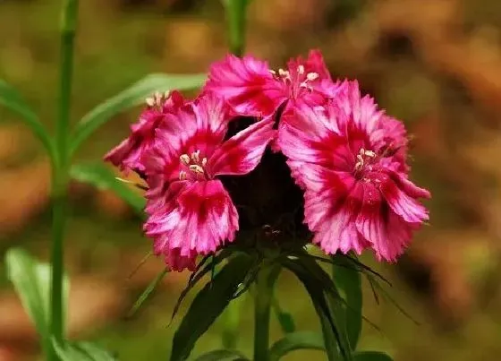 室内摆放|家里种百合花风水好吗