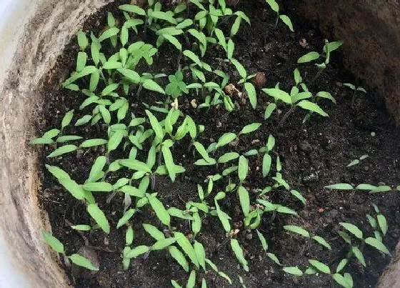 种植方法|姑娘果的种植方法和时间 最适合什么季节种植