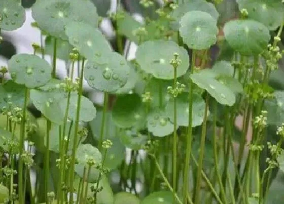 功效常识|马蹄草的功效与作用