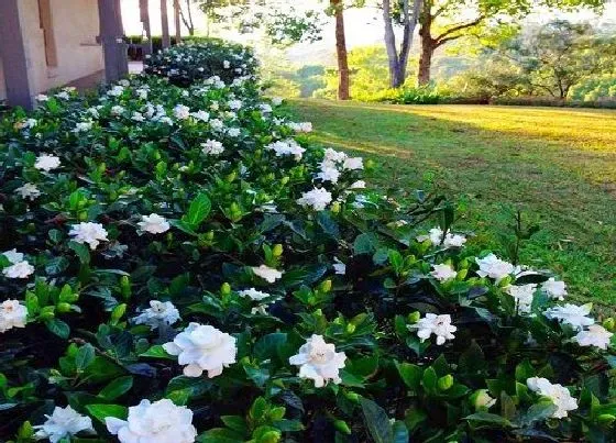 种植土壤|栀子花可以地栽吗