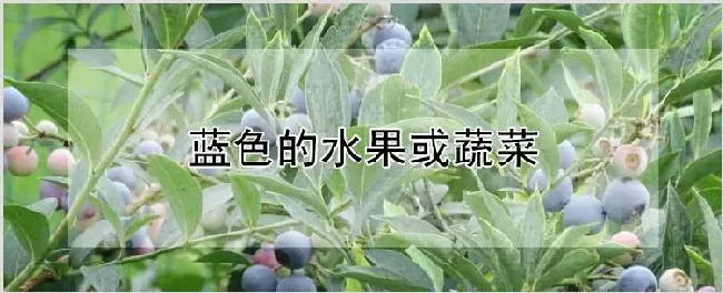 蓝色的水果或蔬菜 | 农业技术