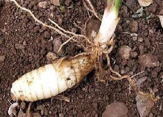 植物百科|菱薯是什么植物类别