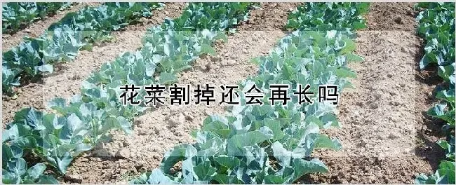 花菜割掉还会再长吗 | 农业科普
