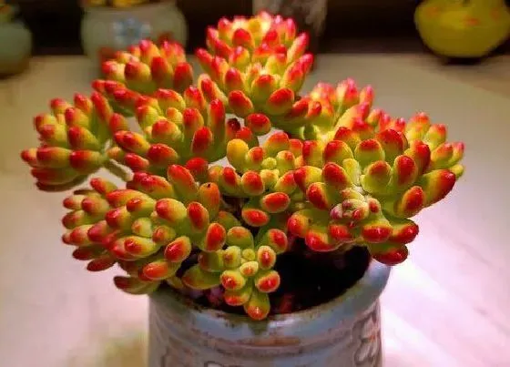 种植管理|多肉植物耐旱吗
