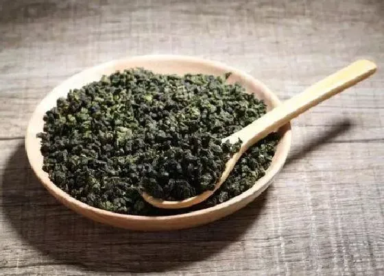 食用常识|珠茶属于什么茶