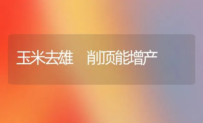 玉米去雄 削顶能增产 | 粮油作物种植