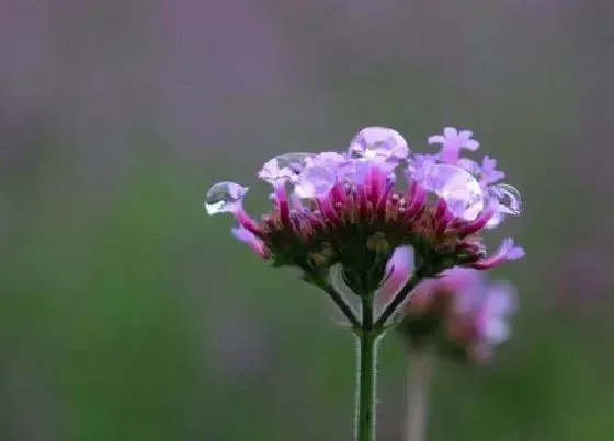 植物百科|马鞭草又叫什么名称