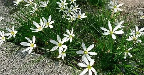 开花时间|韭菜兰一年开几次花 花期月份与时间