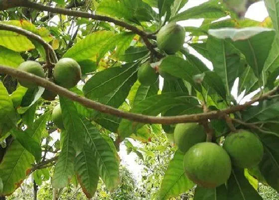 果实成熟|蛋黄果什么季节成熟上市