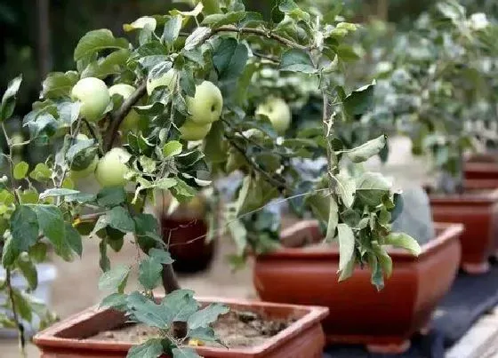 植物修剪|盆栽苹果树怎么修剪方法