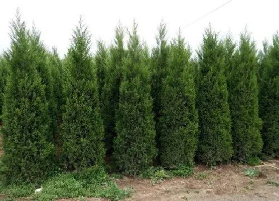 植物百科|塔柏有籽吗