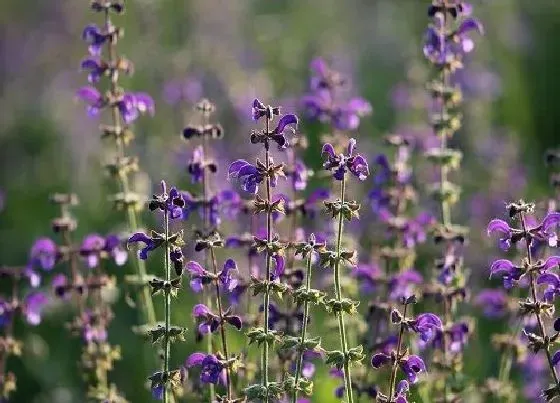 植物种类|夏季花卉都有哪些品种