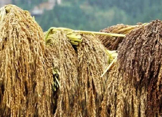 植物价格|2022年糯稻行情预测（预计糯稻价格会涨价吗）