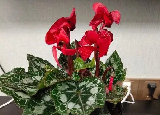 植物寓意|仙客来的风水寓意和摆放位置