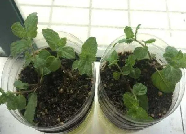 植物扦插|薄荷怎样扦插繁殖 薄荷扦插生根最快方法