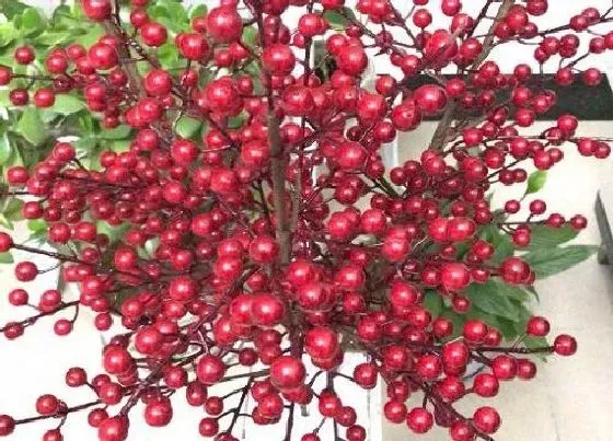 不开花|冬红果为什么不开花