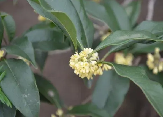 种植方法|桂花种子的种植方法和时间 栽种时间及方式方法