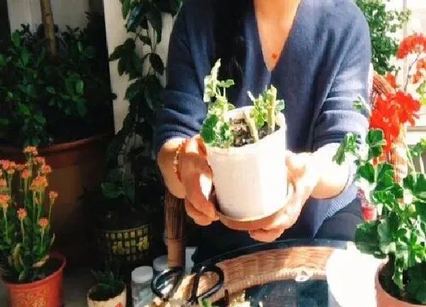 植物扦插|天竺葵几月份扦插最好