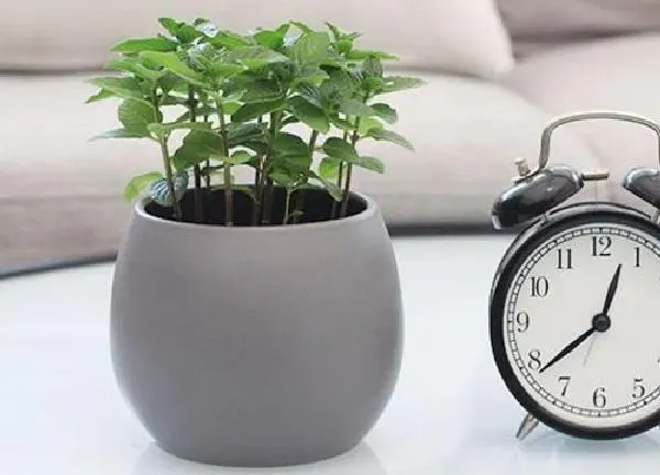植物扦插|薄荷怎样扦插繁殖 薄荷扦插生根最快方法