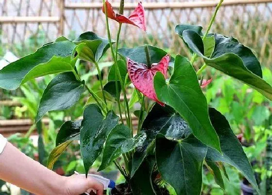 植物施肥|红掌花浇什么肥料合适