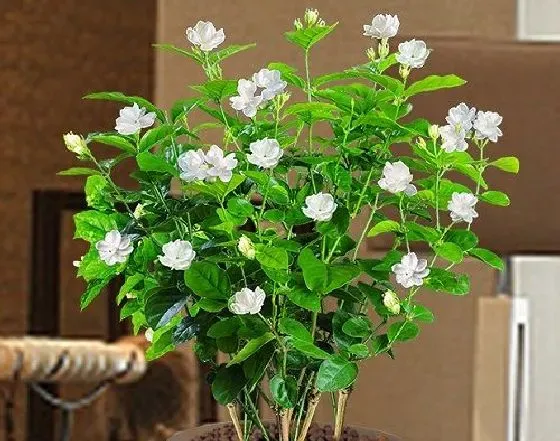 冬天植物|茉莉花怕冷吗 冬天怕冻吗