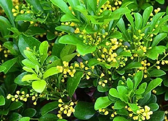 植物价格|米兰花多少钱一盆