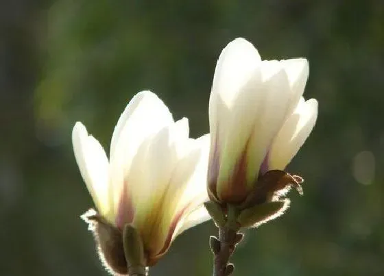 开花时间|白玉兰是什么季节开的花