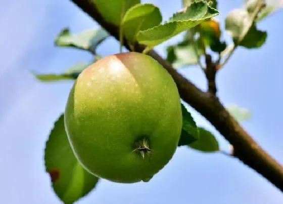 习性特点|苹果树的样子和特点描写