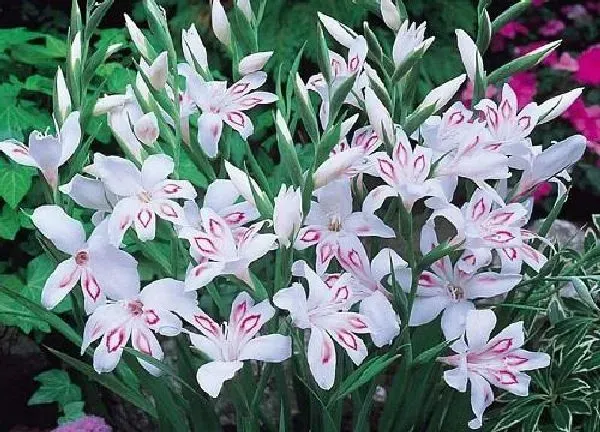 养殖科普|唐菖蒲开花后怎么处理