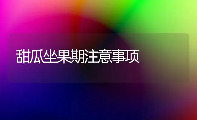 甜瓜坐果期注意事项 | 瓜果种植