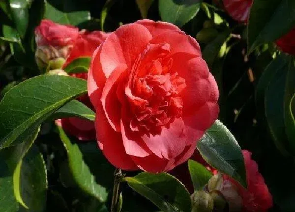 养殖方法|红山茶花怎么养家庭养法