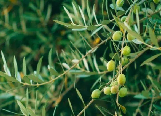 种植管理|橄榄几年结果实