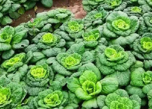 植物移栽|白菜苗什么时候移栽比较好