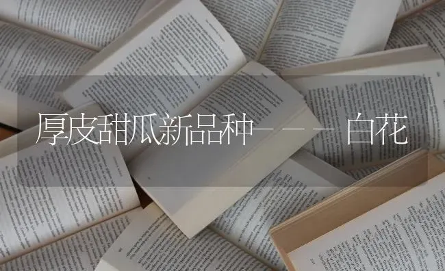 厚皮甜瓜新品种---白花 | 瓜果种植