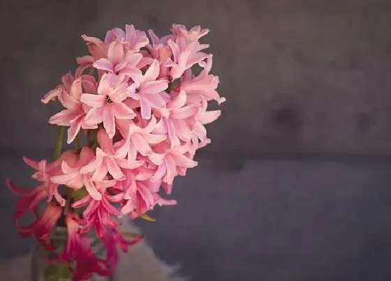 花语|粉色风信子的花语和寓意