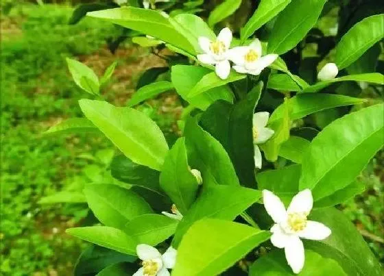 植物繁殖|金桔是自花授粉吗