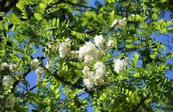 开花时间|槐树一年开几次花 花期月份与时间