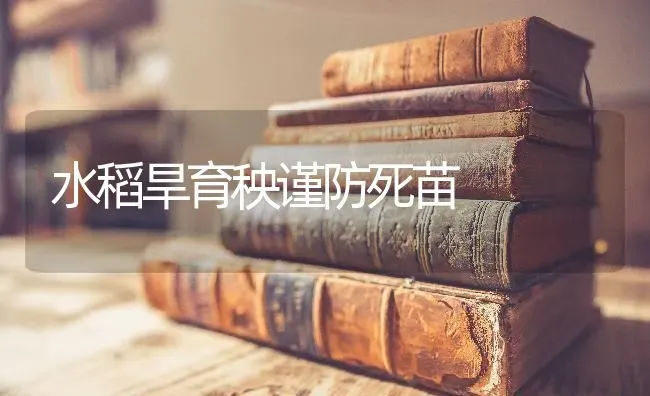 水稻旱育秧谨防死苗 | 粮油作物种植