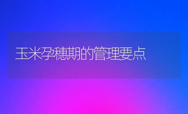 玉米孕穗期的管理要点 | 粮油作物种植