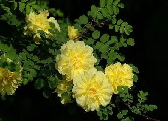 花期|黄刺玫花期是什么时候
