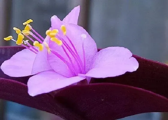 开花时间|紫竹梅什么时候开花 一年开花几次