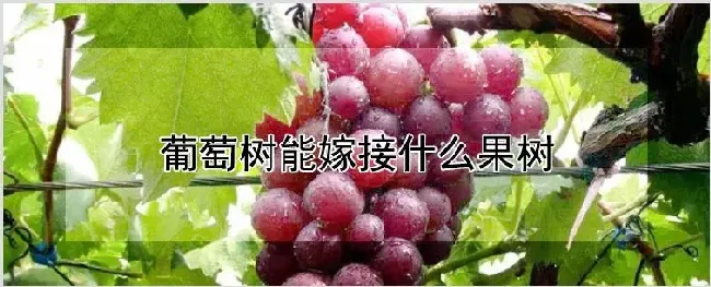 葡萄树能嫁接什么果树 | 种植资料