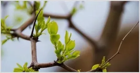 冬枣芽期预防病虫害的方法 | 种植技术