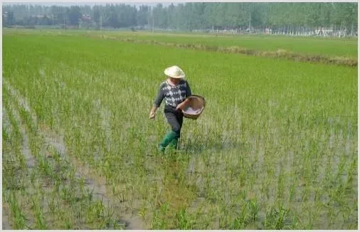 大量元素水溶肥料使用方法 | 种植施肥